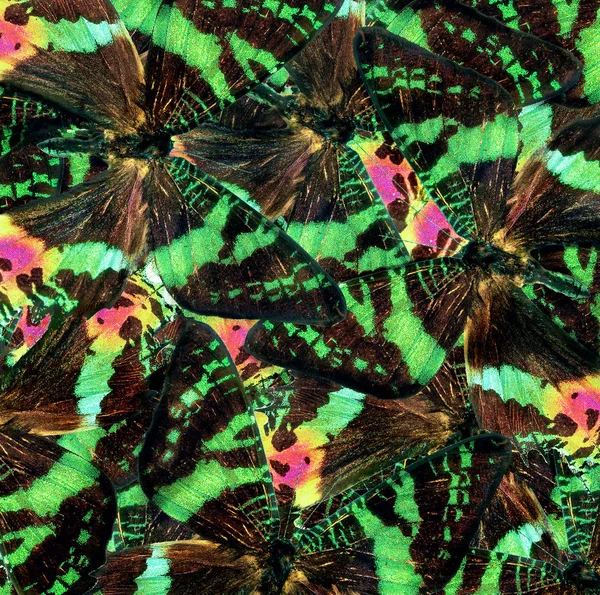 Abstrakt Naturliga Mönster Fjärilsvingar Ljusa Flerfärgad Abstrakt Mönster Urania Fjärilsvingar — Stockfoto