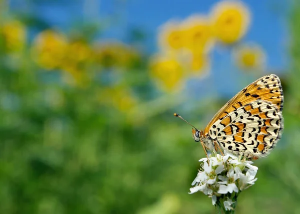 Zomer Vlinder Prachtige Vlinder Een Weide Borstel Vlinders — Stockfoto
