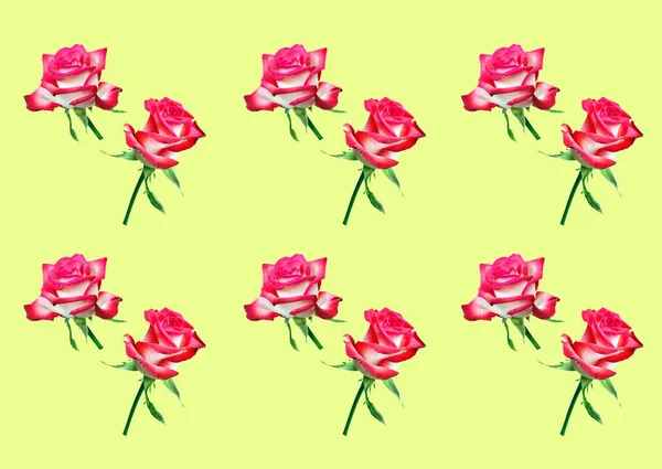 Διακοσμητικό Μοτίβο Φωτεινά Ροζ Τριαντάφυλλα — Φωτογραφία Αρχείου