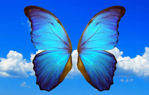 Asas Brilhantes Uma Borboleta Morpho Azul Fundo Céu Azul Com — Fotografia de Stock