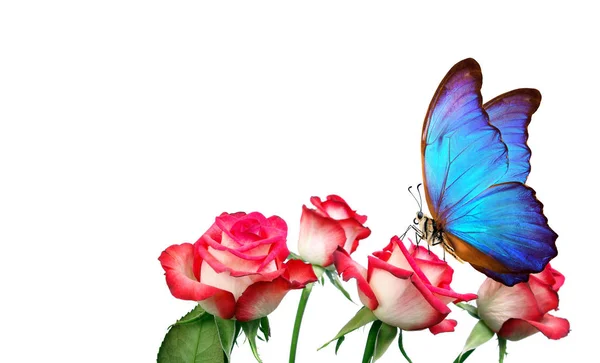 モルフォ蝶は 白で隔離ローズの上に座って ピンクのバラと明るい青い蝶をクローズ アップ グリーティング カードの装飾 コピー スペース — ストック写真