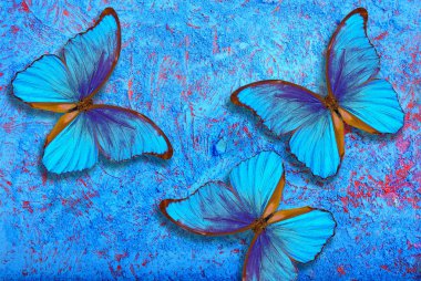 Pastel mavi background.rpho kelebek pastel mavi zemin üzerine mavi moblue biçim kelebeği.