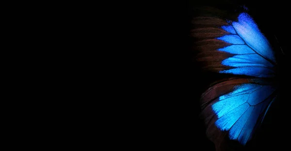 Крылья Бабочки Улисс Крылья Фоне Текстуры Бабочки Копирование Пространства — стоковое фото