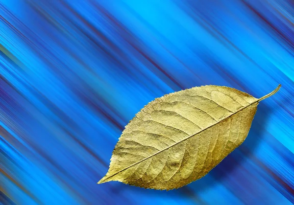 gold leaf on a blue abstract background. fallen autumn leaves. gold on blue. copy spaces