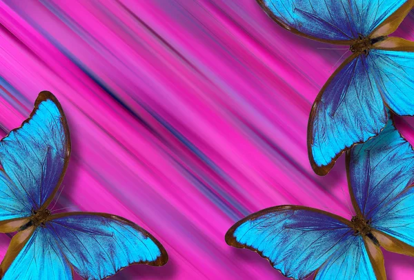 蓝色的吗啡蝴蝶在粉红色模糊的背景 — 图库照片