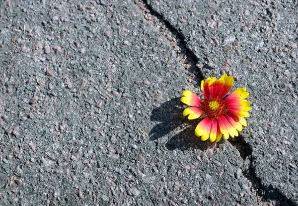 Rachadura Estrada Asfalto Uma Fenda Asfalto Uma Bela Flor Espaço — Fotografia de Stock