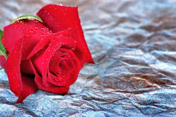 Червона Троянда Краплі Синьому Фоні — стокове фото
