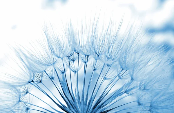 Blauer Pastellhintergrund Blauen Abstrakten Löwenzahn Blume Textur Hintergrund Weicher Fokus — Stockfoto