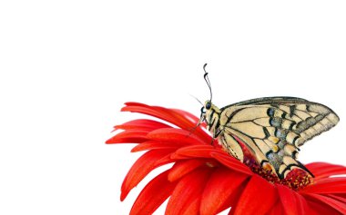 Beyaz izole bir çiçek kelebek. Gerbera çiçek. Swallowtail Kelebek, Papilio machaon. kopya alanlarda.