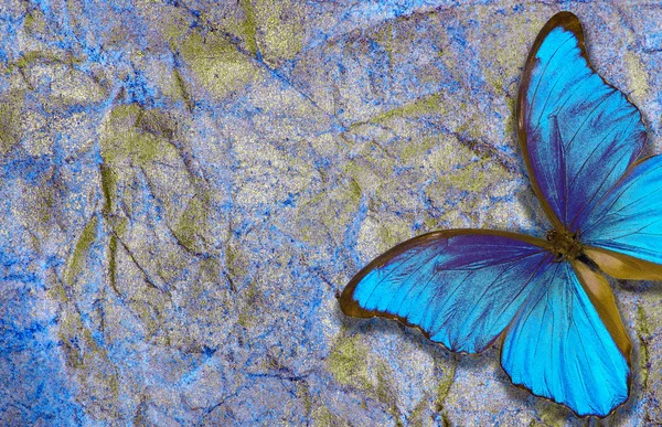 Morpho Papillon Sur Fond Lumineux Brillant Fond Texture Bleu Doré — Photo