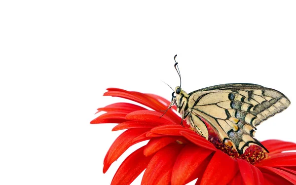 Motýl Květině Izolované Bílém Kytička Gerbera Otakárek Butterfly Otakárek Kopie — Stock fotografie