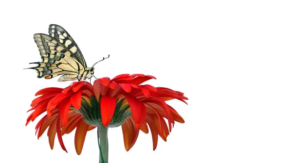 Fjäril Blomma Som Isolerade Vitt Gerbera Blomma Swallowtail Butterfly Papilio — Stockfoto