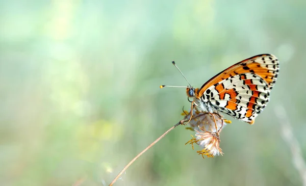 Leuchtend Roter Schmetterling Auf Einer Wiese Bürstenfußschmetterlinge Nahaufnahme Leerzeichen Kopieren — Stockfoto