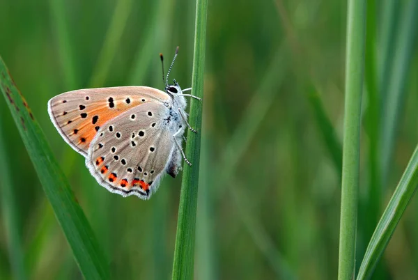 Prachtige Vlinder Een Weide Rode Vlinder Groene Gras Kopie Ruimten — Stockfoto