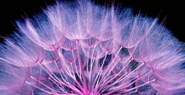 karahindiba tohum doku arka plan. yakın çekim. pembe ve mavi doğal arka plan.