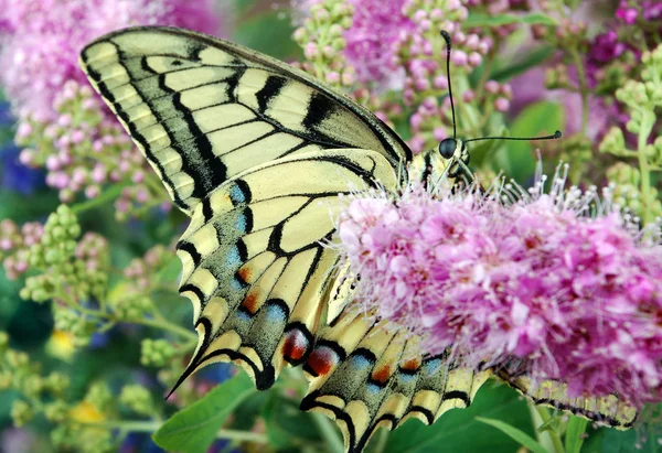 蝴蝶在花上 Machaon 在一个开花的草地上 — 图库照片