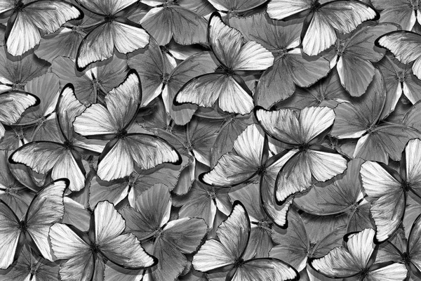 black and white natural pattern. abstract pattern of morpho butterflies. wings of a butterfly Morpho. flight of black and white butterflies abstract background.