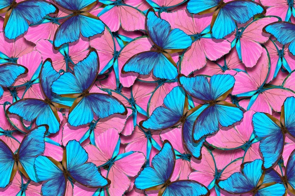 pembe ve mavi doğal desen. soyut desen Morfo kelebek. bir kelebek Morfo Wings. pembe ve mavi arka plan kelebekler