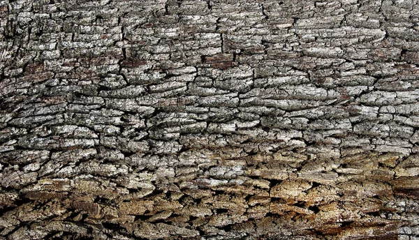 oak bark texture background. details of old oak bark