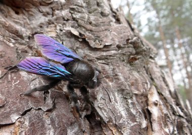             Mavi kanatlı bir çam gövdesinde oturma parlak yaban arısı                           