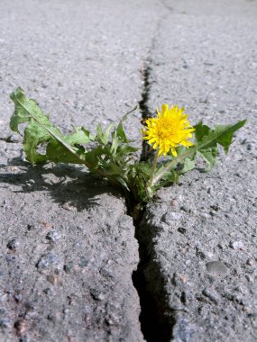 Asfalt üzerinde derin çatlak. Karahindiba asfalt yol boşlukta büyüyen çiçek açmış. Portre.