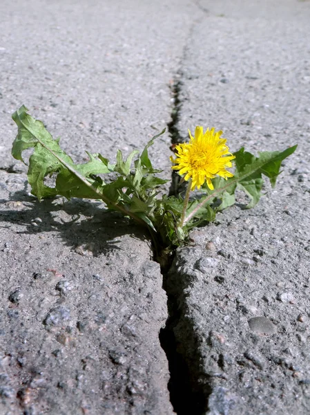 Asfalt Üzerinde Derin Çatlak Karahindiba Asfalt Yol Boşlukta Büyüyen Çiçek — Stok fotoğraf