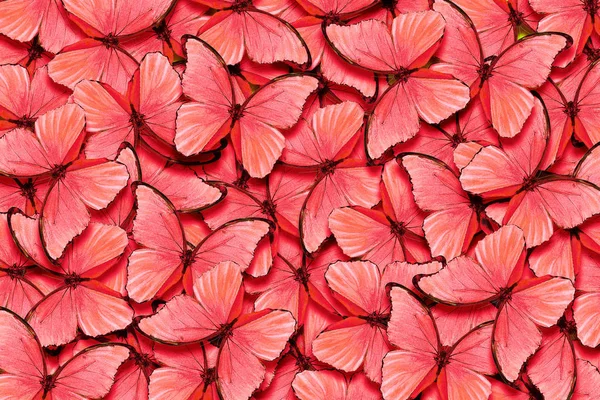 Color Del Año 2019 Living Coral Patrón Abstracto Mariposas Morfo —  Fotos de Stock