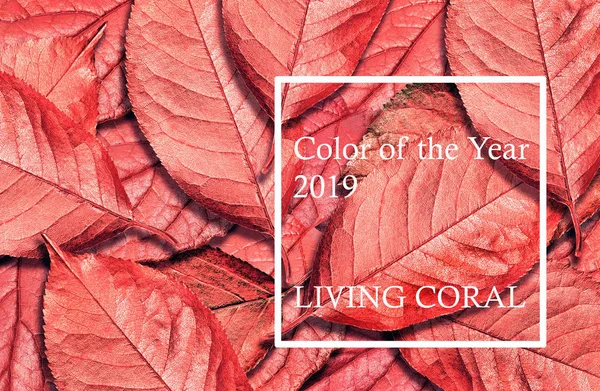 Color of the year 2019 Living Coral. Fallen autumn leaves texture background