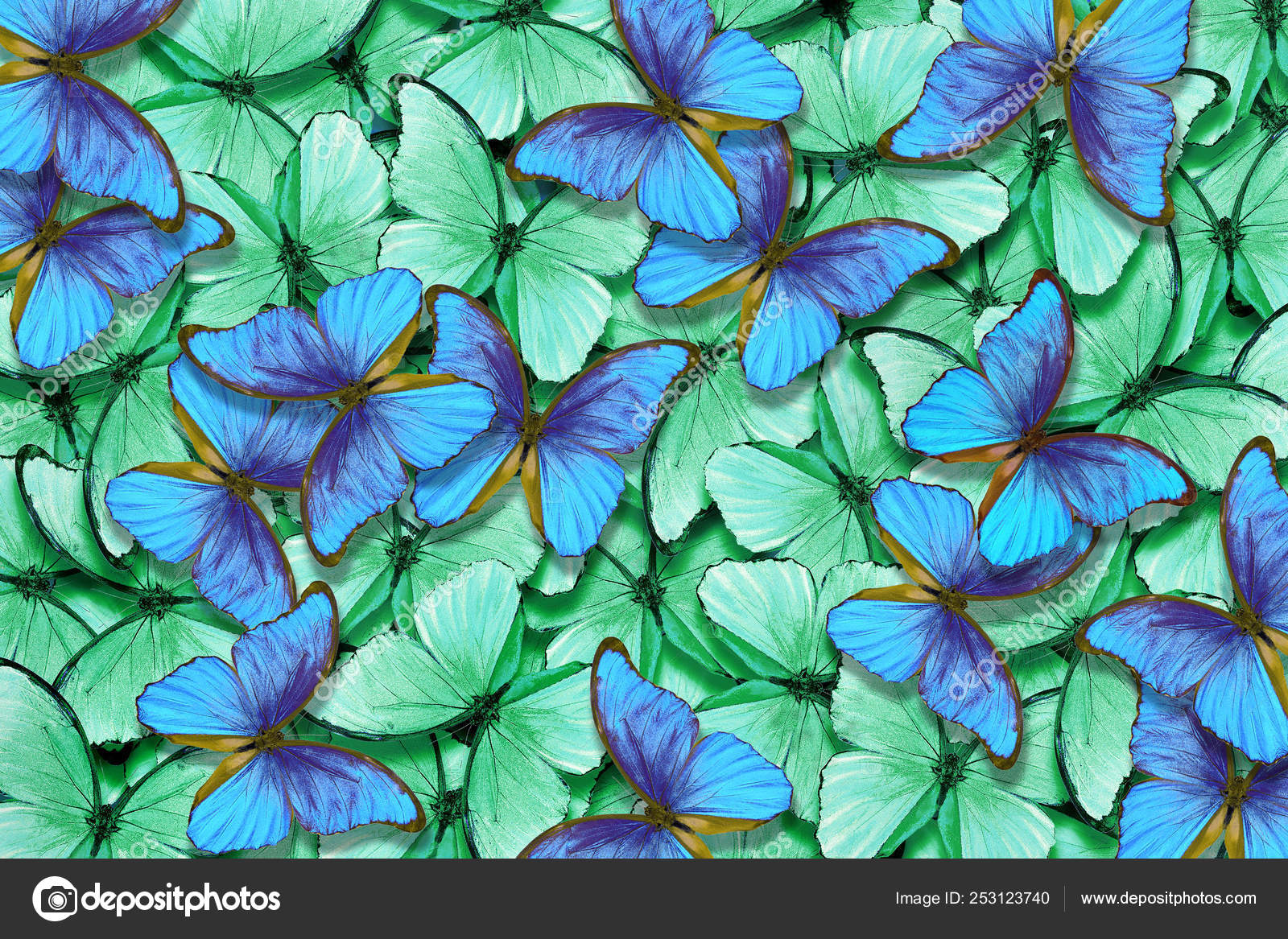 Green Blue Butterflies Morpho Texture Background Natural Pattern Flight  Butterflies Stock Photo by ©krjaki1973 253123740
