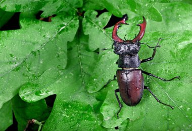 Bir meşe ormanı Stag beetle. Portre.