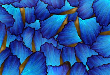 mavi arka plan. Morfo kelebek kanatları soyut desen