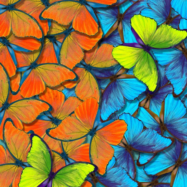 モルフォ蝶テクスチャ背景 カラフルな自然の抽象的な背景 飛行中の蝶の羽 — ストック写真