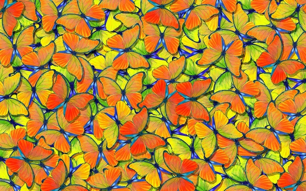 Alas Una Mariposa Morpho Vuelo Color Naranja Brillante Azul Mariposas —  Fotos de Stock