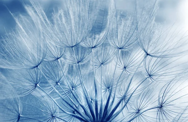 Fond Pastel Bleu Bleu Abstrait Fond Texture Fleur Pissenlit Concentration — Photo