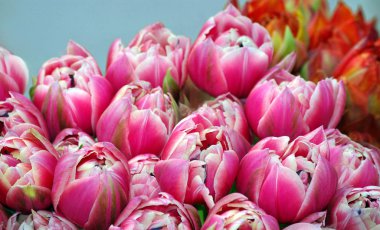 Pembe lale mavi yakın. kopyalama boşlukları