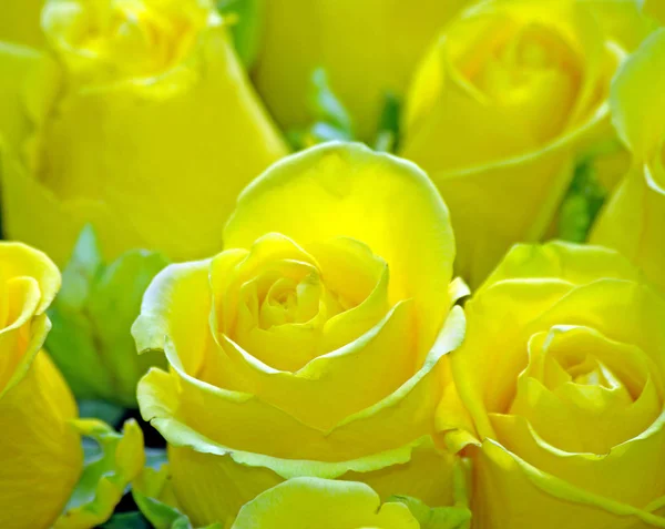 Yellow natural background. Yellow roses close-up