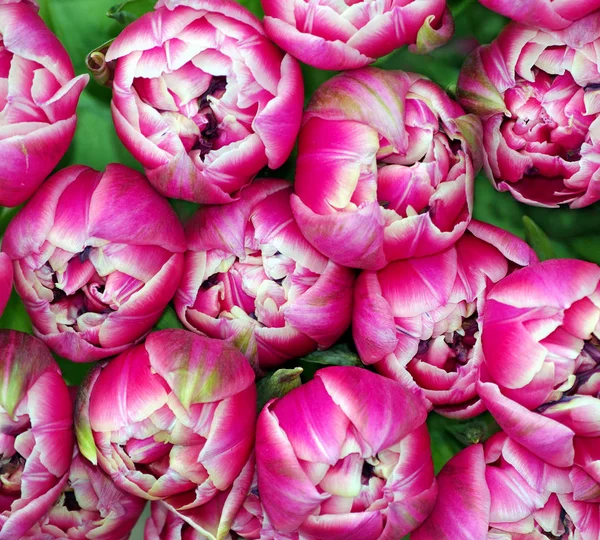 Rosa Tulpen Aus Nächster Nähe Ansicht Von Oben — Stockfoto