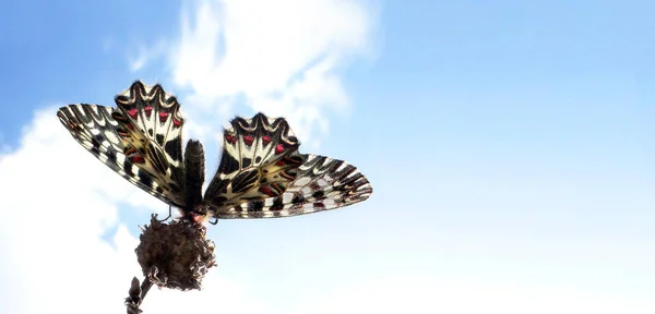 Prachtige Vlinder Tegen Blauwe Hemel Spaties Kopiëren — Stockfoto