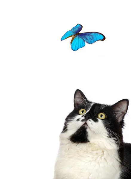 Schöner Blauer Schmetterling Und Katze Auf Weißem Hintergrund — Stockfoto