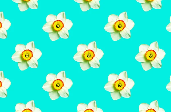 Mint Färg Ornament Blommor Narcissus Mint Naturlig Blomster Bakgrund Mönster — Stockfoto