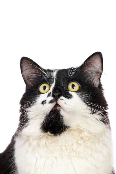 Katze Auf Weißem Hintergrund Leerzeichen Kopieren — Stockfoto