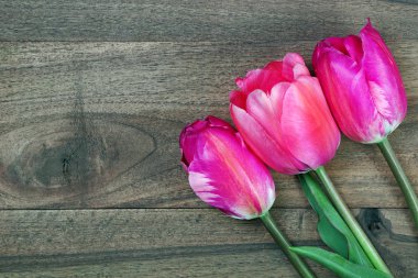 ahşap bir masa üzerinde laleler. üst görünüm. kopyalama alanları