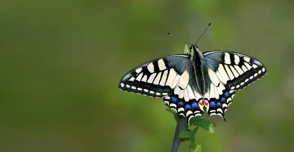 Bright Butterfly Machaon Meadow Butterfly Sitting Branch Close — Stock Photo, Image