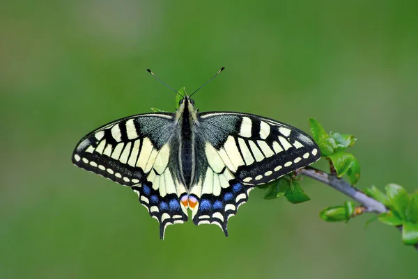 Bright Butterfly Machaon Meadow Butterfly Sitting Branch Close — Stock Photo, Image