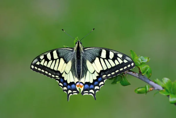 Ragyogó Pillangó Machaon Réten Pillangó Egy Ágat Közelíti — Stock Fotó