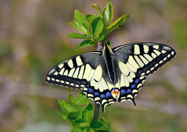 Machaon Papillon Lumineux Dans Prairie Papillon Assis Sur Une Branche — Photo