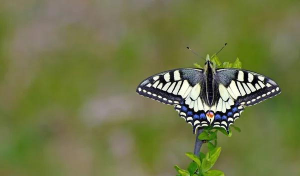 Jasny Motyl Machaon Łące Motyl Siedzi Gałęzi Zbliżenie — Zdjęcie stockowe