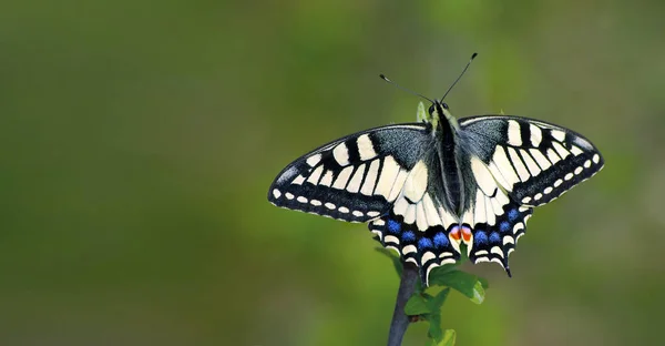 Bright Butterfly Machaon Meadow Butterfly Sitting Branch Close Copy Spaces — Stock Photo, Image