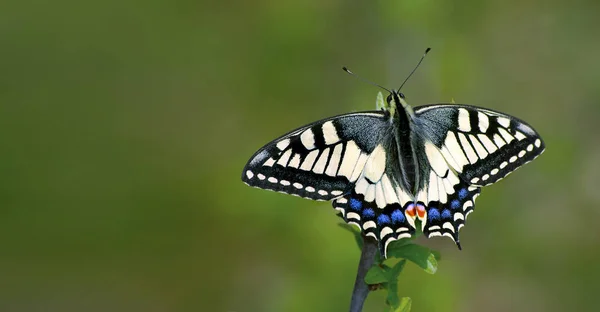 在草地上明亮的蝴蝶大头 蝴蝶坐在树枝上 复制空格 — 图库照片