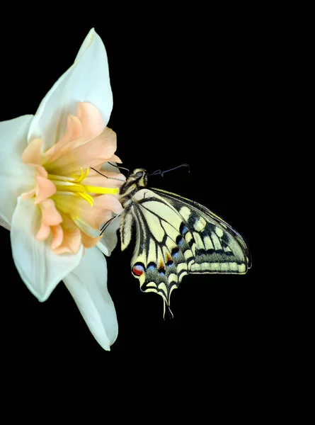 Beautiful butterfly sitting on a flower isolated on black. Butterfly and narcissus flower. Swallowtail butterfly, Papilio machaon.